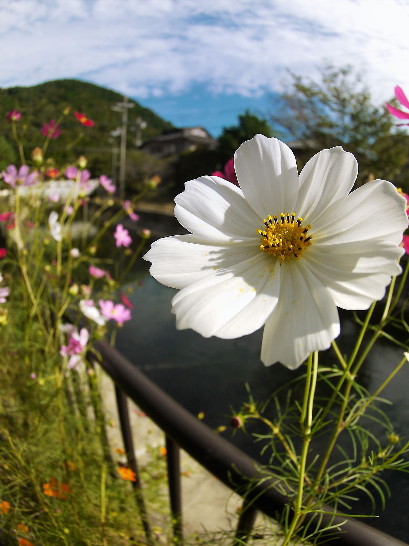 この花は　何でしょう？