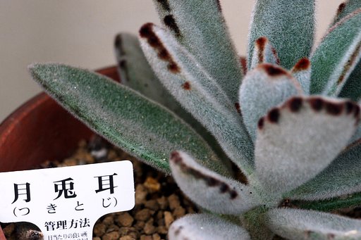 【肌 】ざらざら