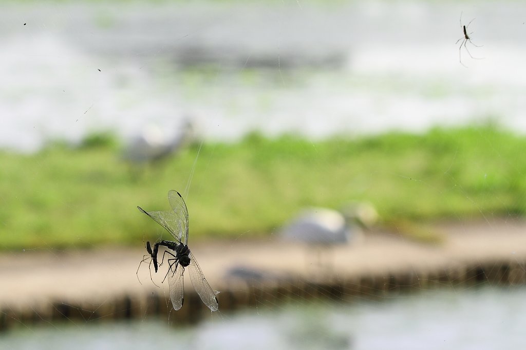 蜘蛛の糸