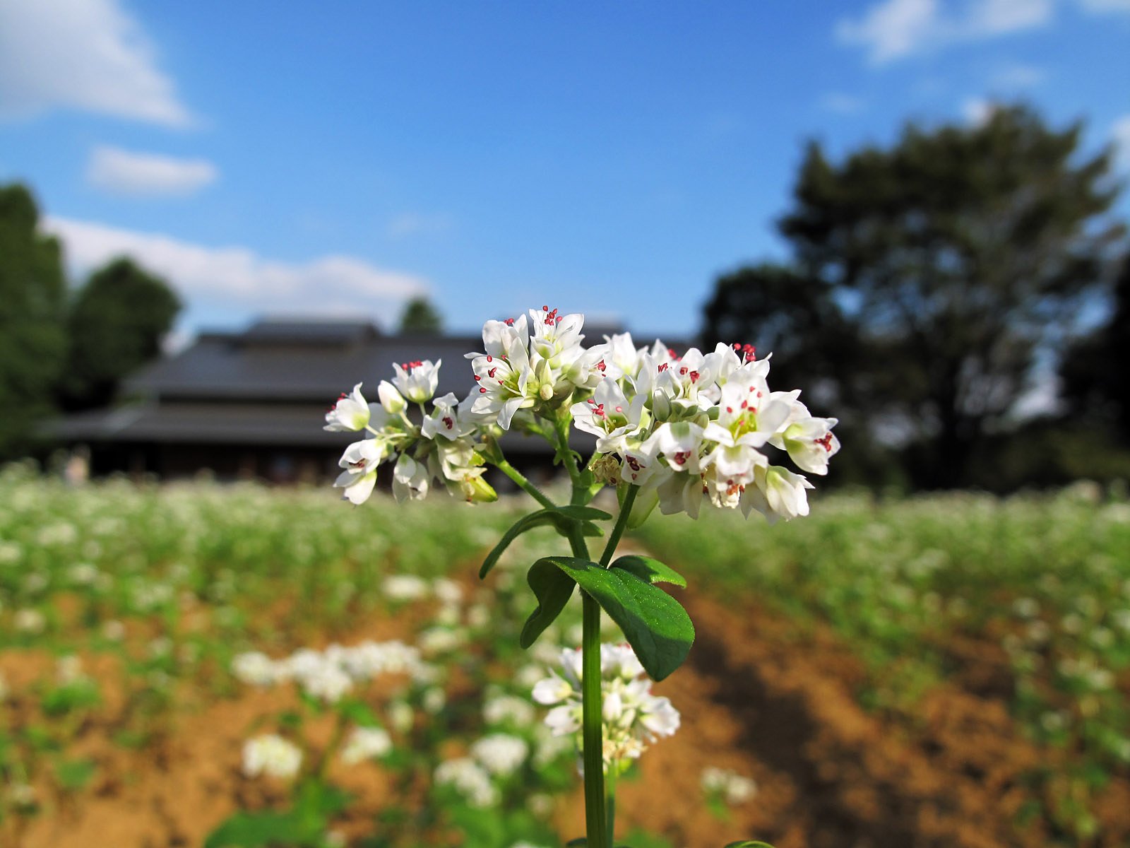 そばの花