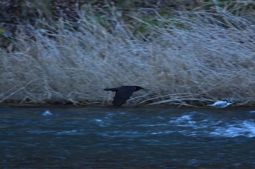 カラスVSヤマセミ