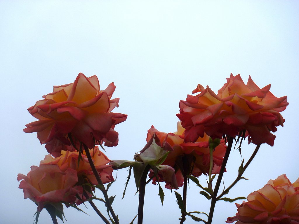 オレンジ色の薔薇