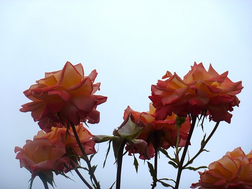 オレンジ色の薔薇