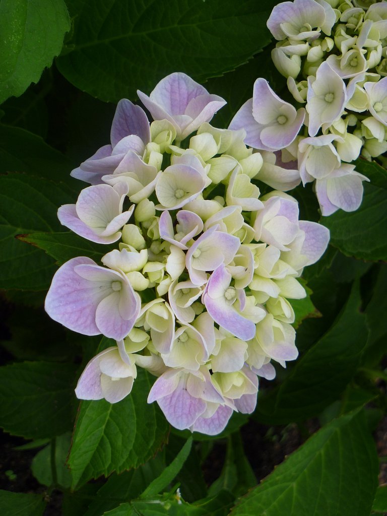 【縦撮り】紫陽花