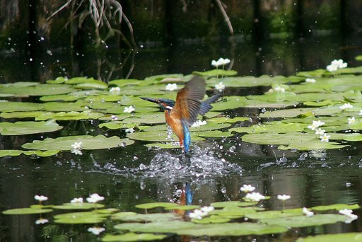 50日ぶりのカワセミ