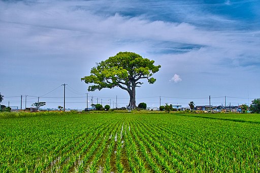 長太の大クス