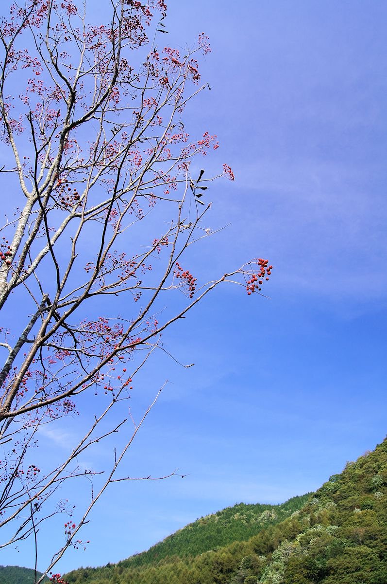 【空】　赤い実