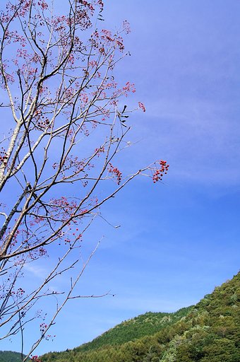 【空】　赤い実