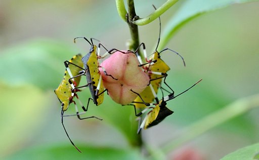 キバラヘリカメムシ