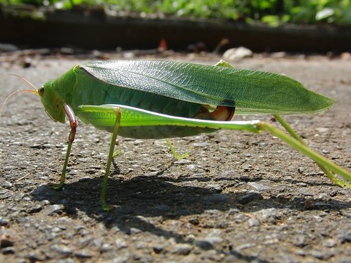 ウマオイ