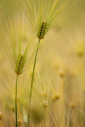 小麦のつぶやき