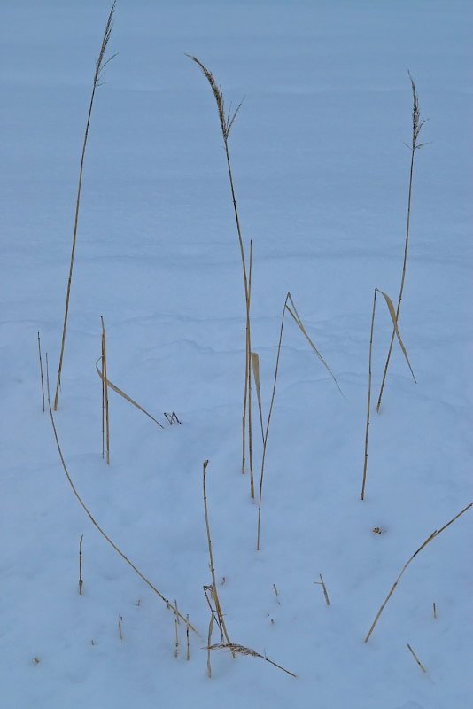 雪に朽ち行く穂