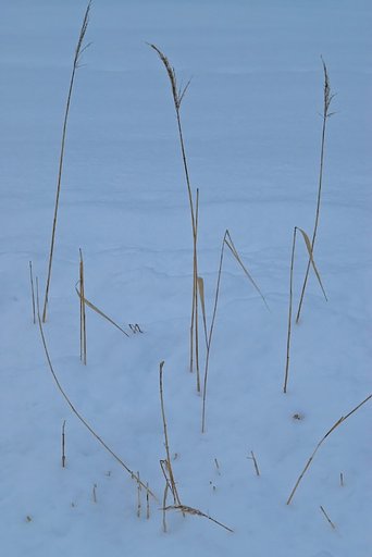 雪に朽ち行く穂