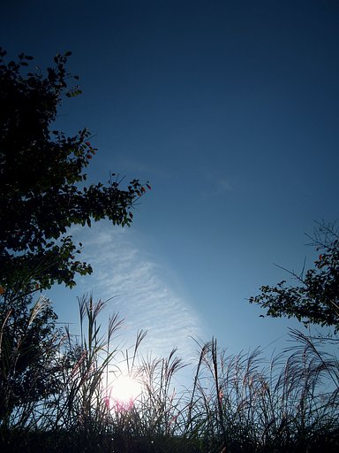 ススキ【空】