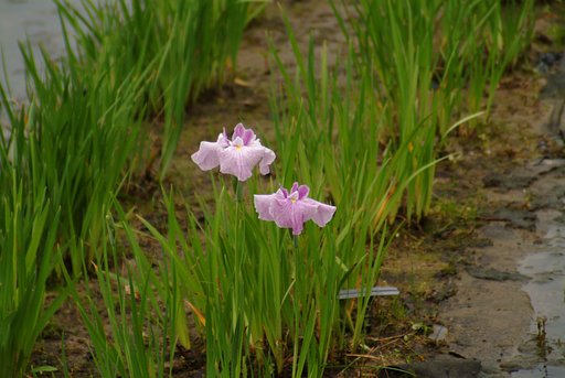 花ショウブ