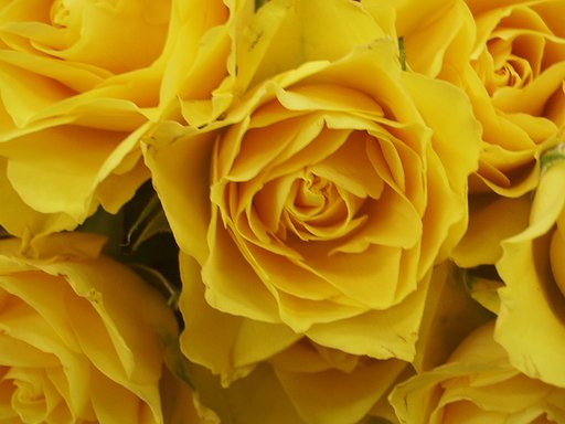 薔薇24