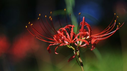 彼岸花