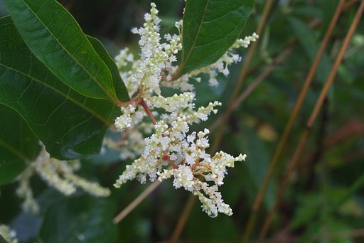 コメコウジの様な花・・