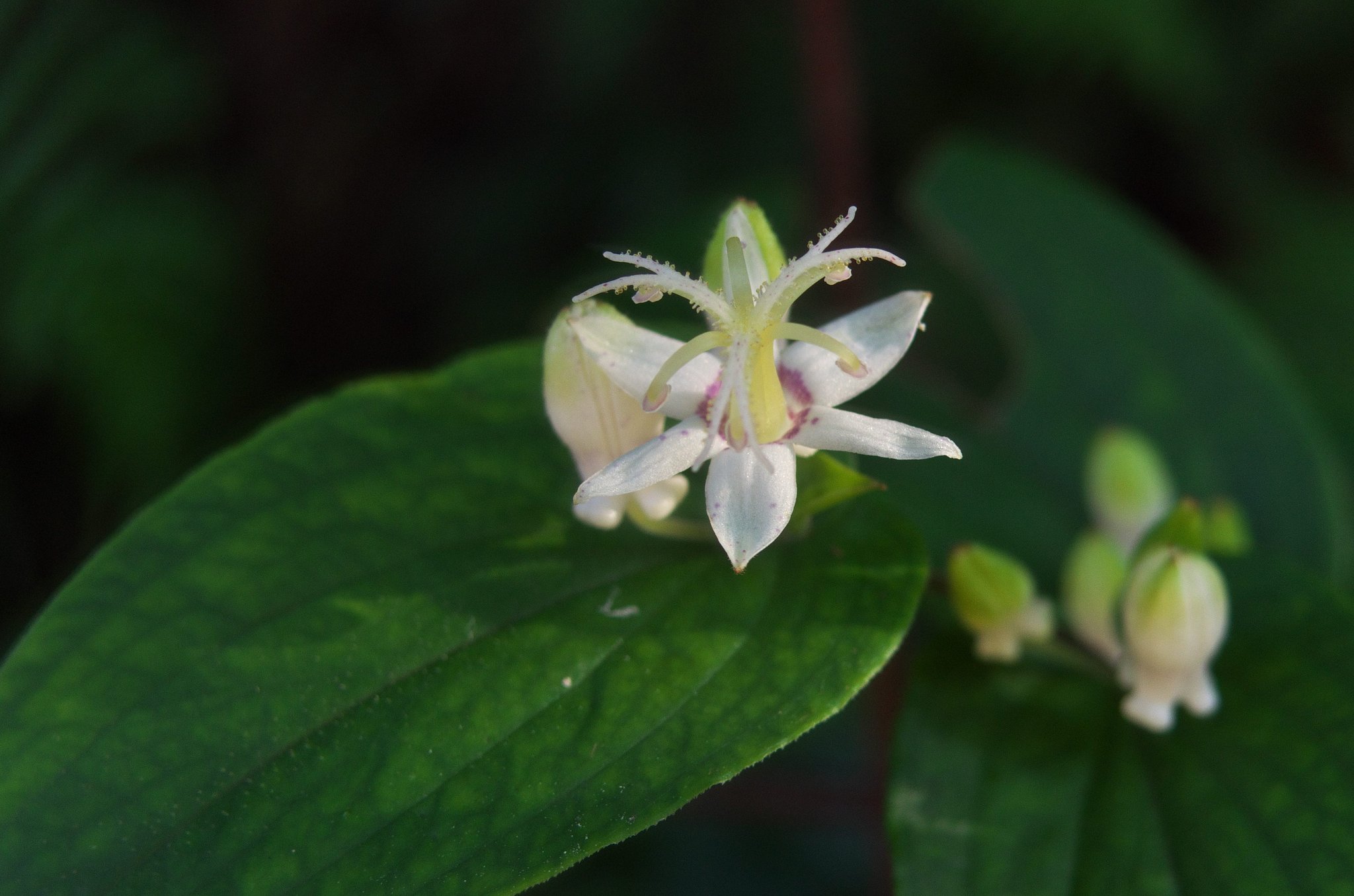 ユリ科の?お花。