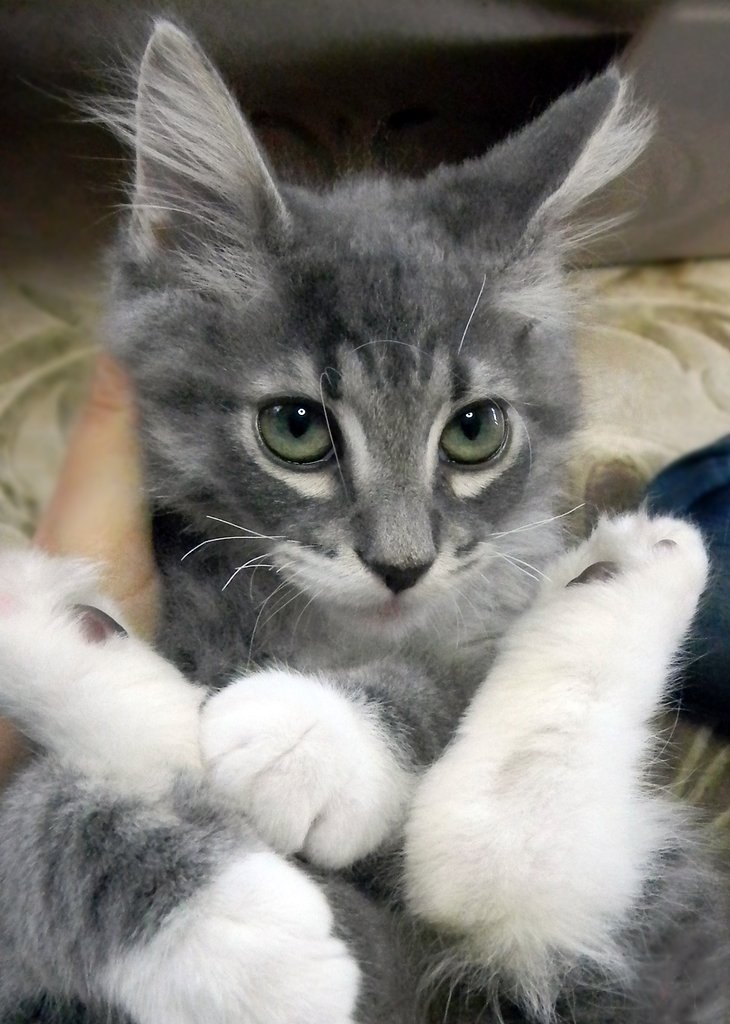 【長】毛猫