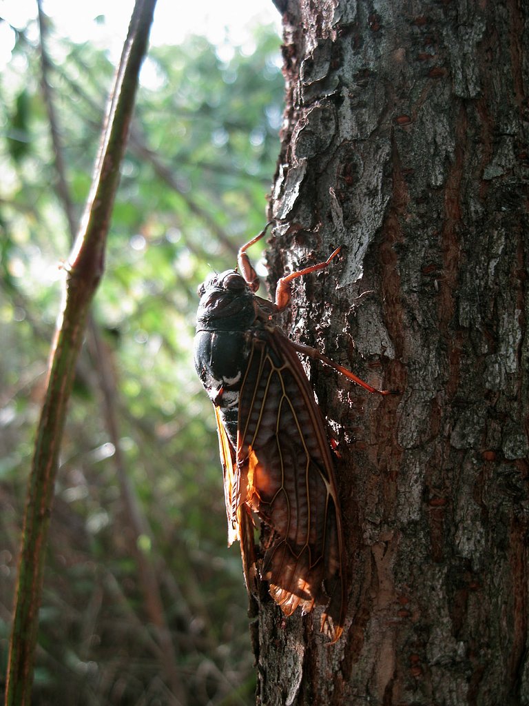 アブラゼミ終焉の夏陽
