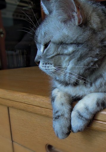 猫の横顔、【長】いひげ