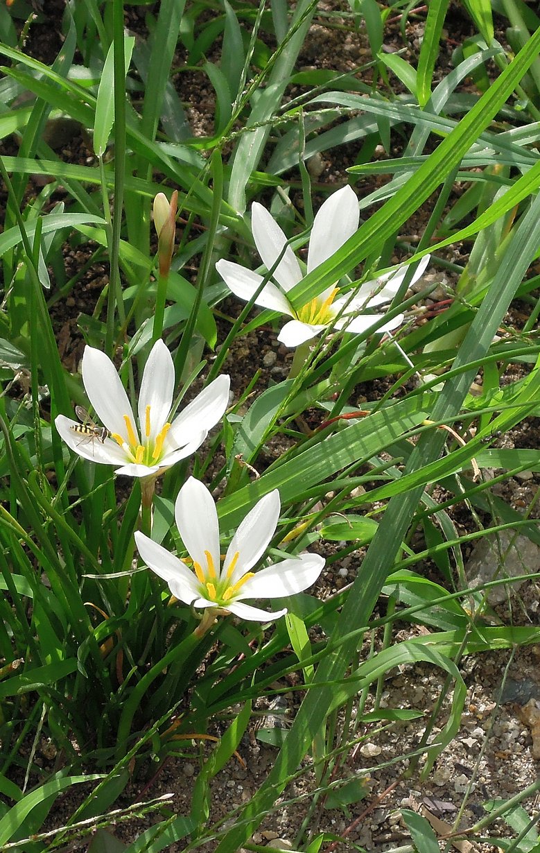 細【長】い葉と白い花とアブ