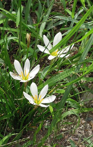 細【長】い葉と白い花とアブ