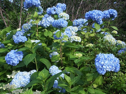 ブルー紫陽花♪