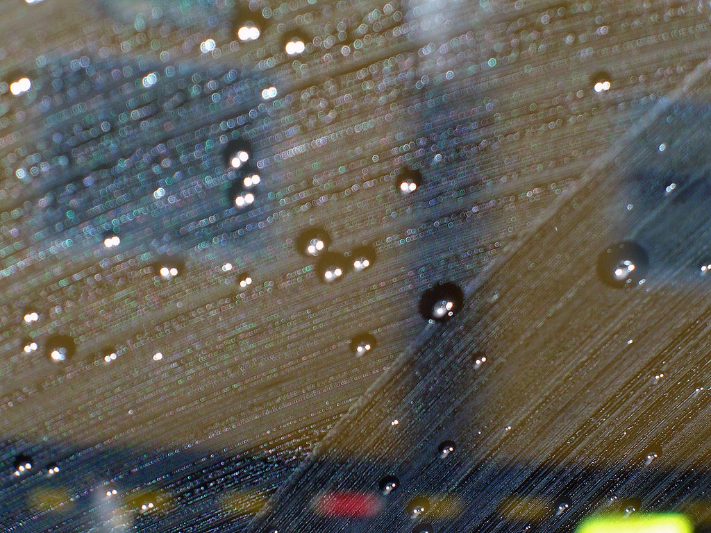 雨の踏切