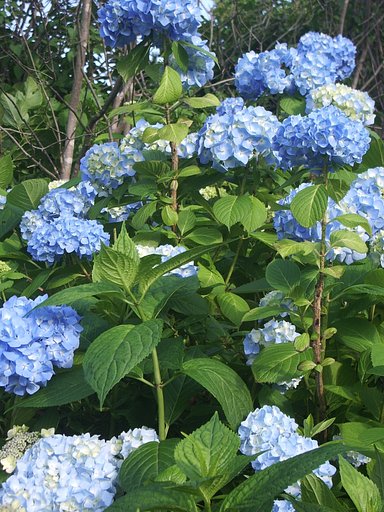 【縦撮り】ブルー紫陽花
