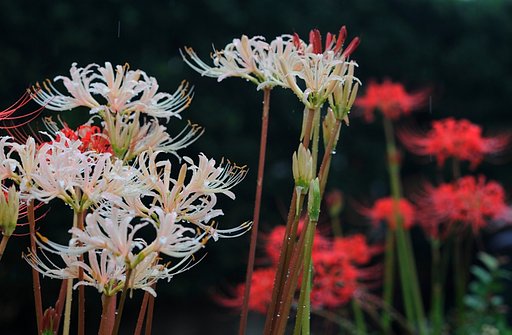 紅白の彼岸花