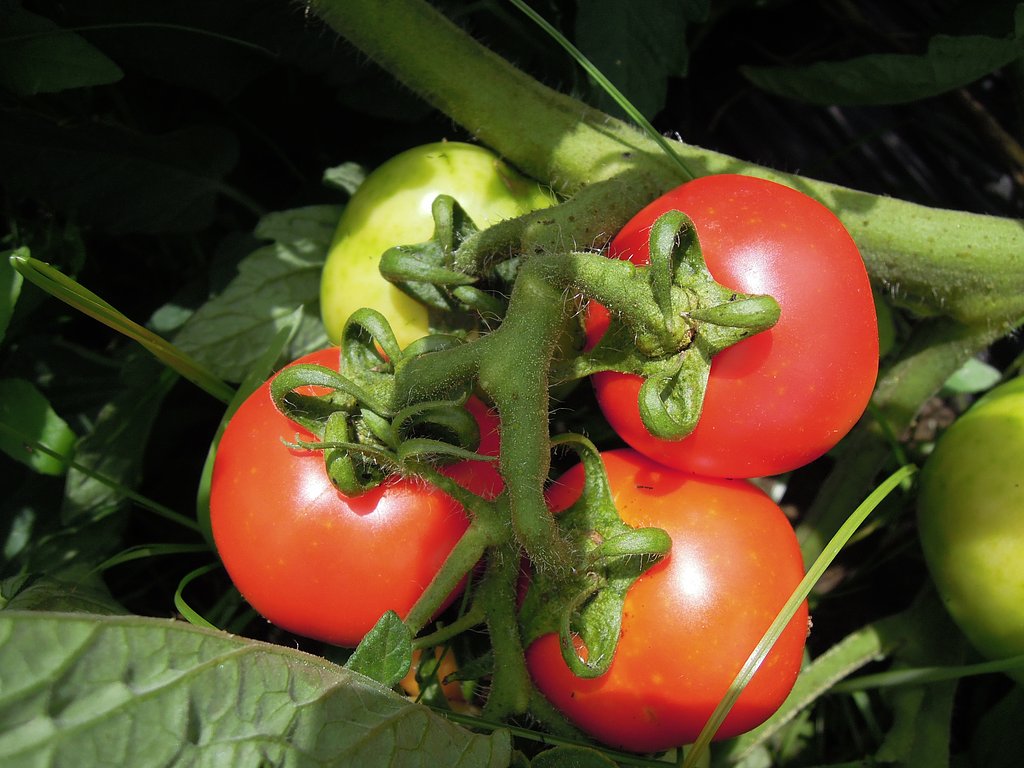 おいしそう！
