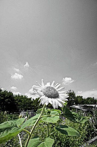 【縦撮り】夏の葉