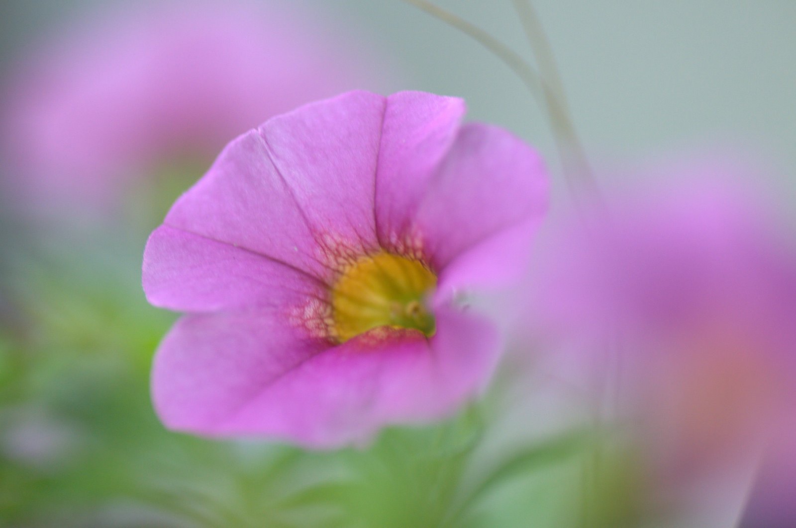 花の名は判りませんが・・・・