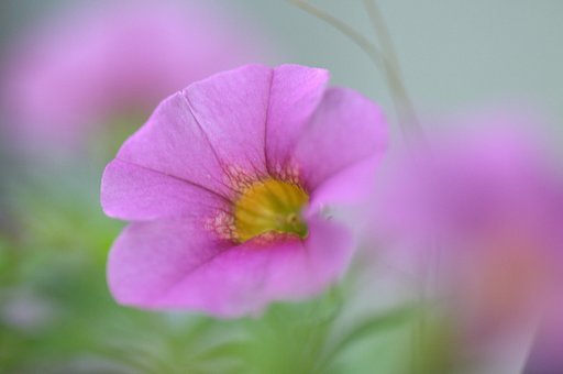 花の名は判りませんが・・・・