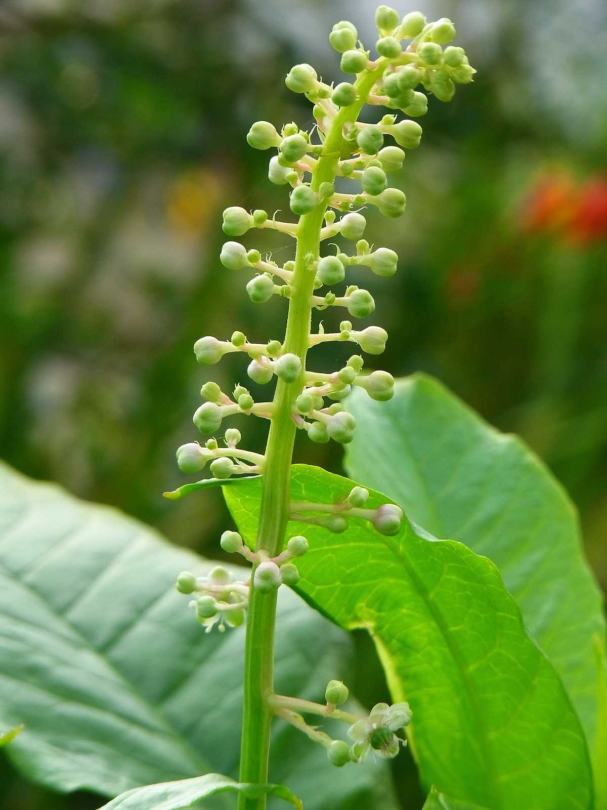 ？の蕾