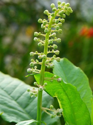？の蕾