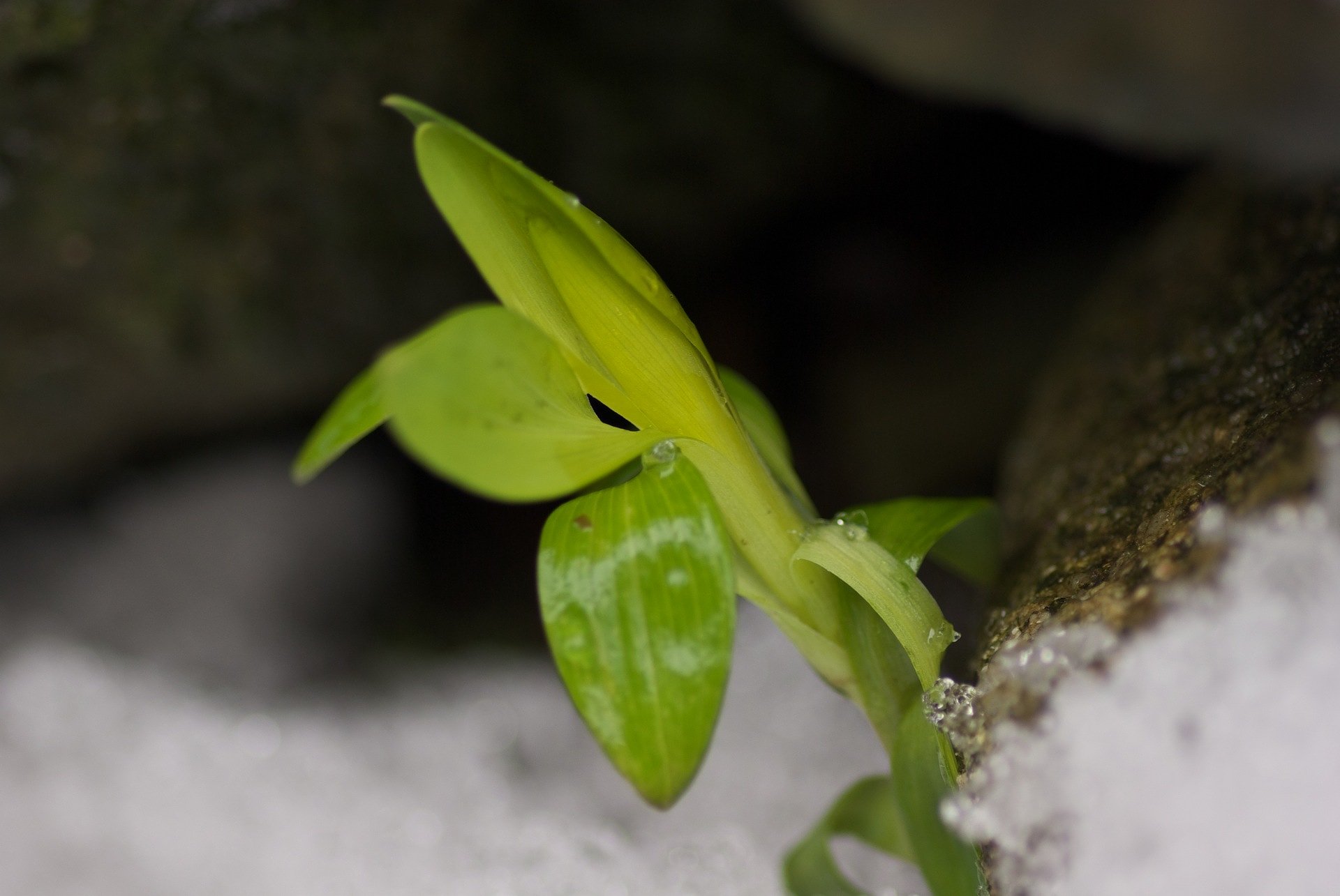 大積雪の下からアルスとロメリアの新芽が・・