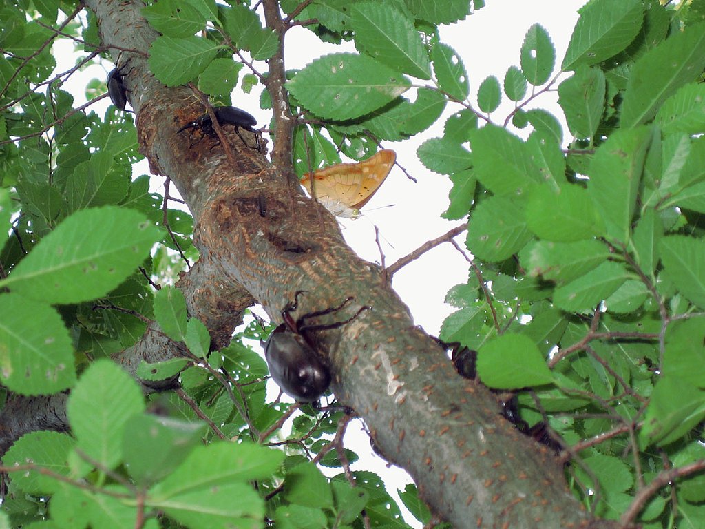 【睦】森の昆虫達