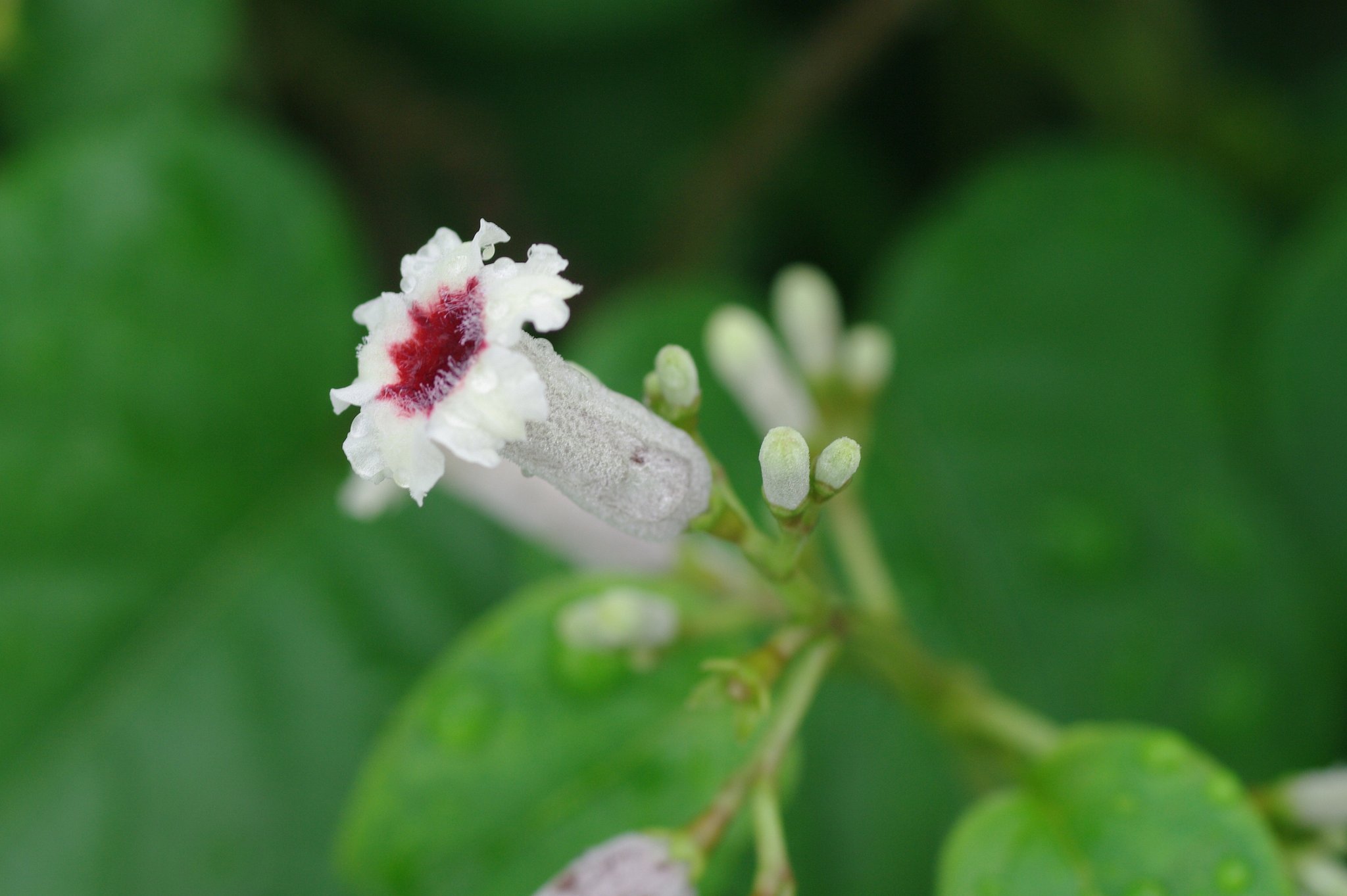 小さな花