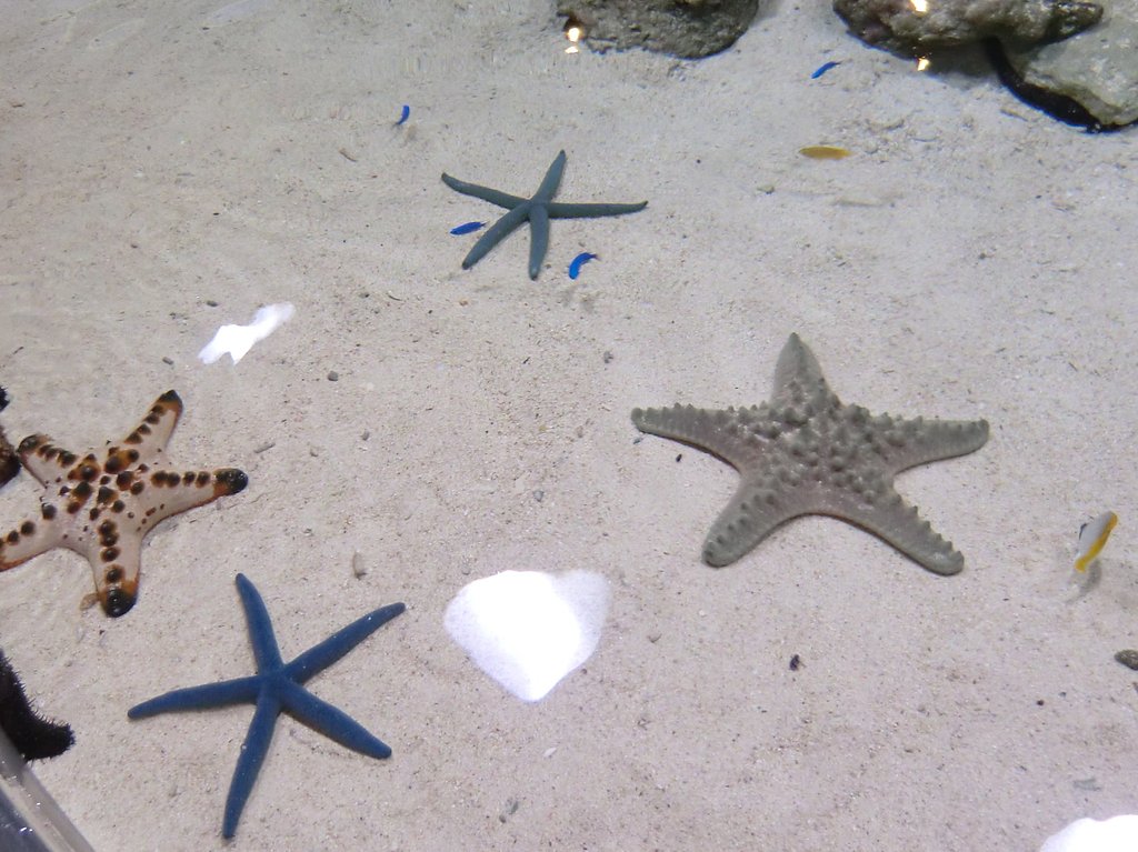 コブヒトデとアオヒトデ（水族館１）