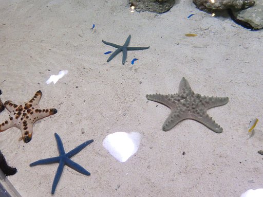 コブヒトデとアオヒトデ（水族館１）