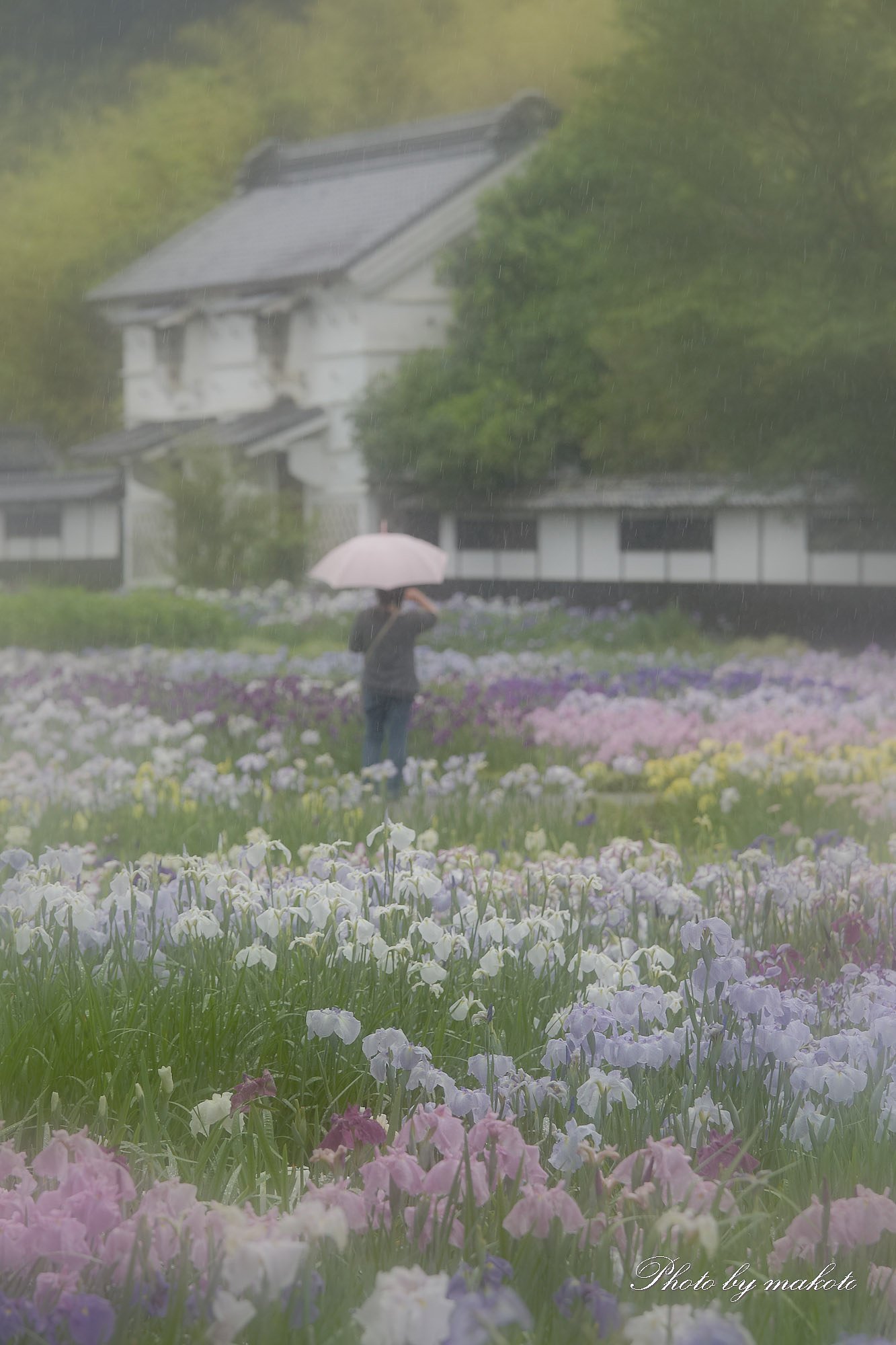 梅雨の菖蒲園