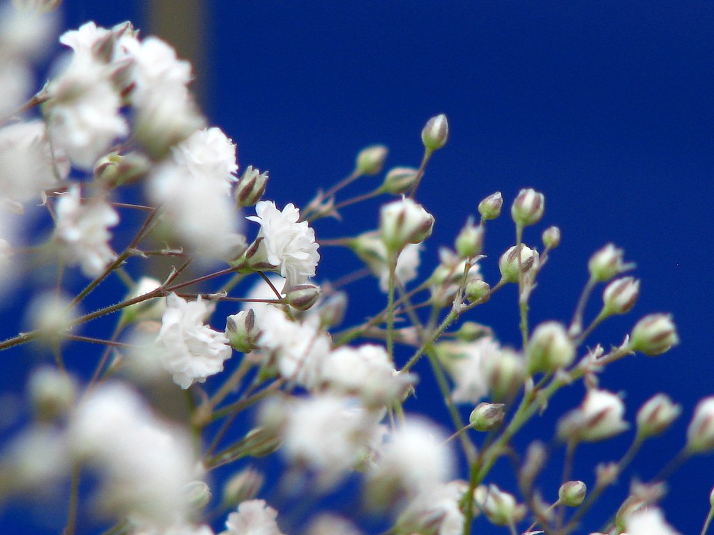 【睦】愛の花束