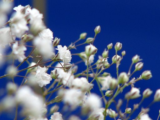 【睦】愛の花束
