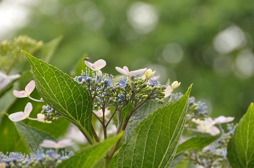 紫陽花