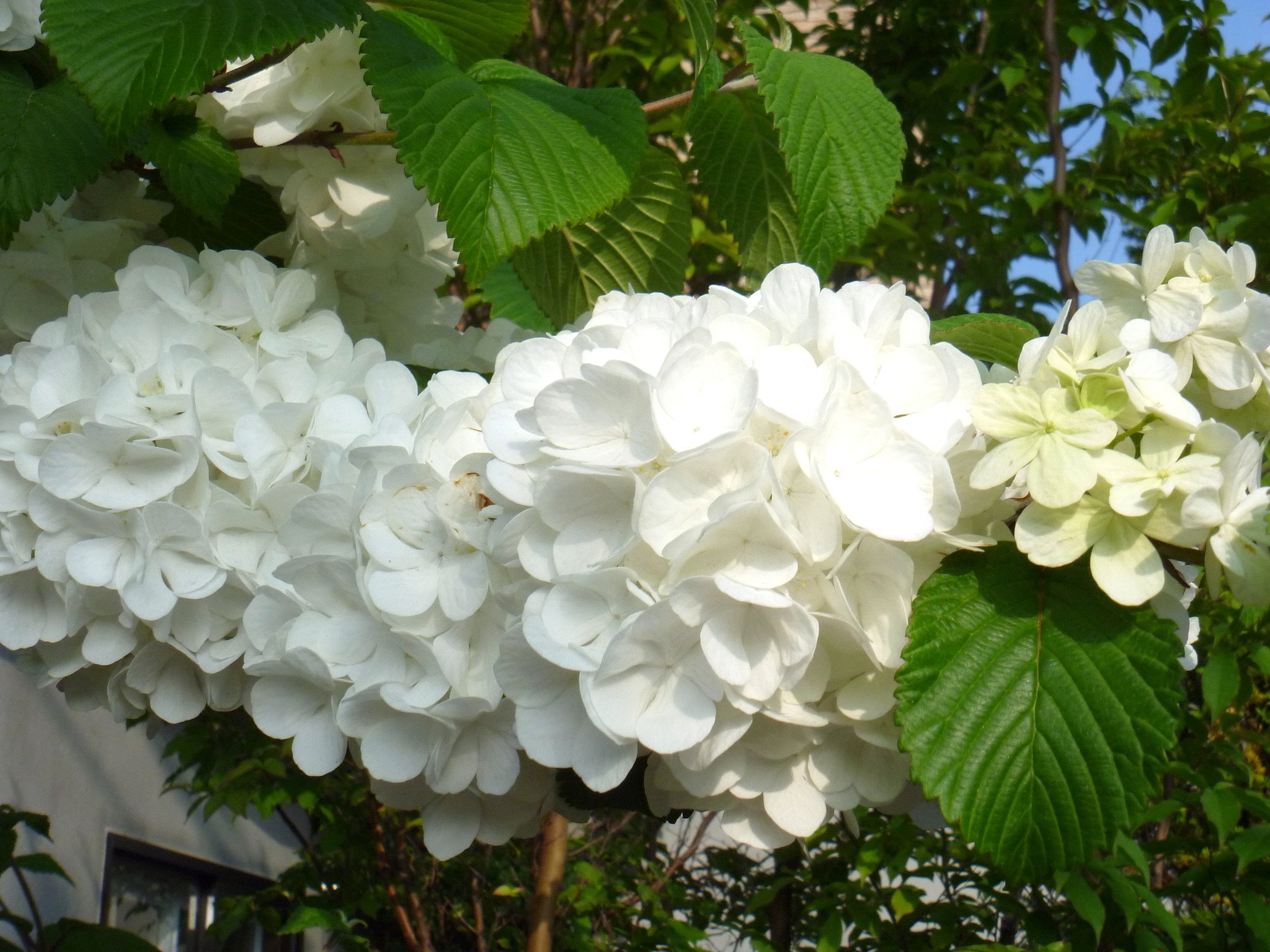 紫陽花3