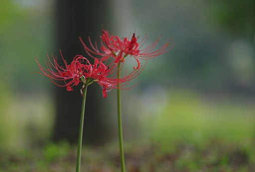曼珠沙華幽玄