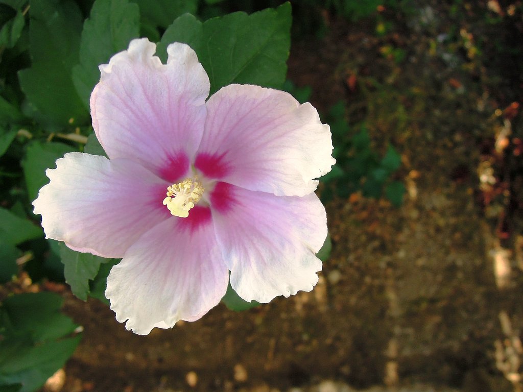 芙蓉